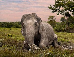 Afternoon with Elephant - Kulen Elephant Forest