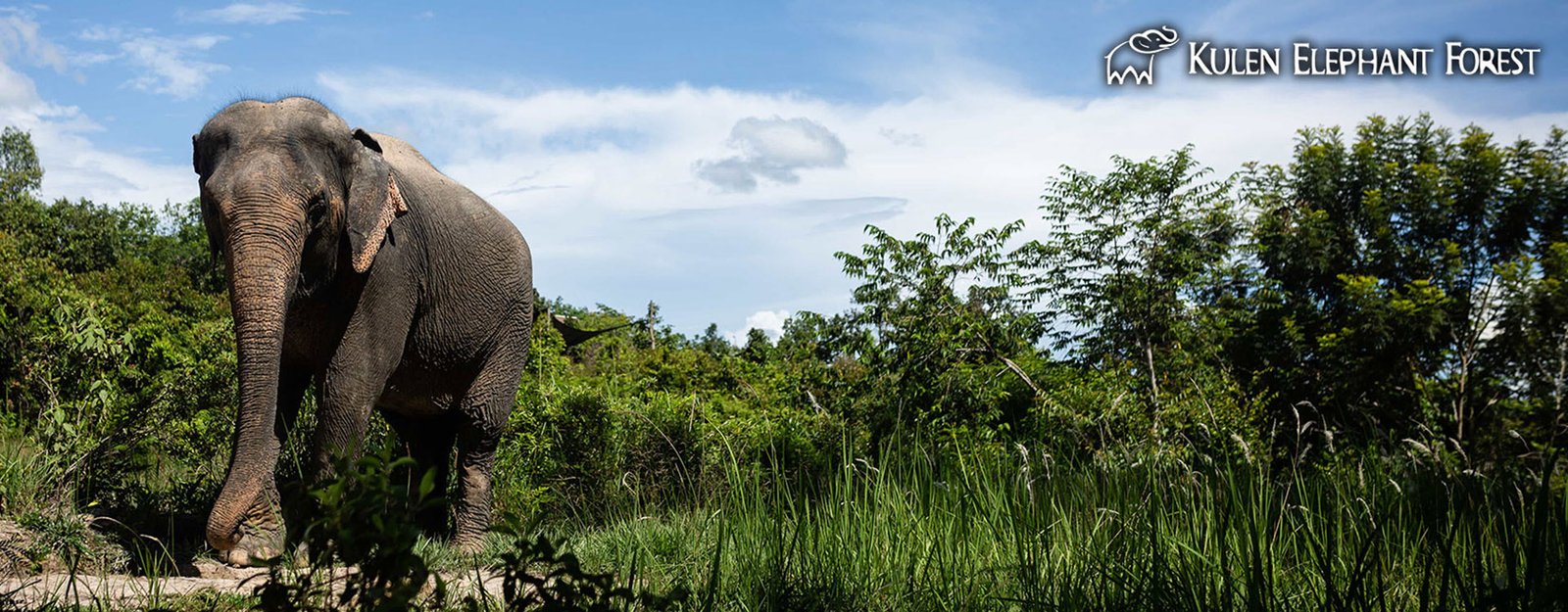 Afternoon with Elephant - Kulen Elephant Forest